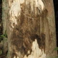 Aqar ağacı (Ud)